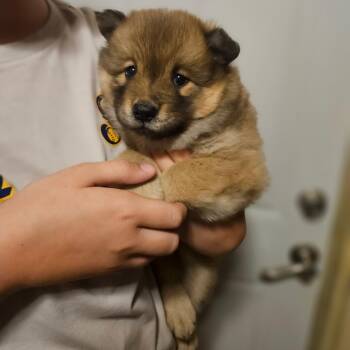 Charlotte -  Eskimo Dog and Chow Chow Dog for Adoption in Tomah, Wisconsin - Charlotte | PetCurious