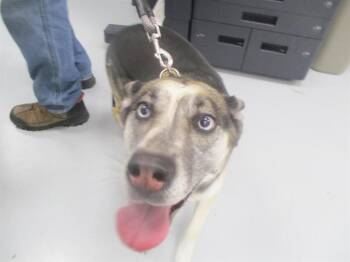 LIBERTY -  German Shepherd Dog Dog for Adoption in Ocala, Florida - LIBERTY | PetCurious