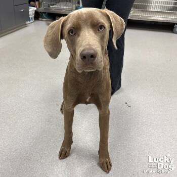 Rescue Weimaraner and Retriever Dogs for Adoption in Washington, District Of Columbia - Nutella | PetCurious