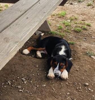 ASH 237-26 -  Australian Shepherd and Beagle Dog for Adoption in Cambridge, Ohio - ASH 237-26 | PetCurious