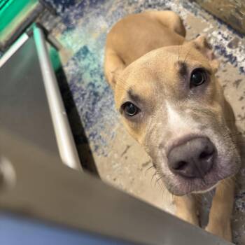 AHNJ-Stray-120115 -  Pit Bull Terrier Dog for Adoption in Newark, New Jersey - AHNJ-Stray-120115 | PetCurious