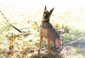 Molly -  Mixed Breed Dog for Adoption in West Chester, Pennsylvania - Molly | PetCurious