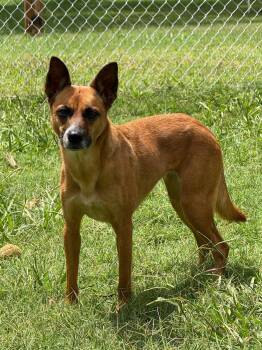 Goblynn -  Terrier Dog for Adoption in Stillwater, Oklahoma - Goblynn | PetCurious
