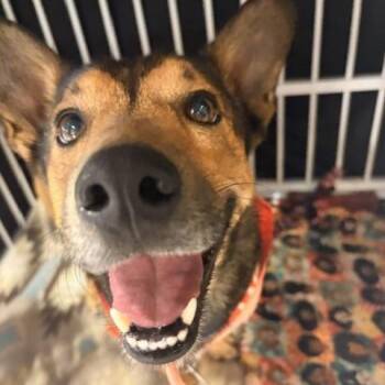 Short Stack -  Corgi and Mixed Breed Dog for Adoption in Salt Lake City, Utah - Short Stack | PetCurious