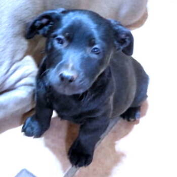 Rescue Rottweiler and Spaniel Dogs for Adoption in Rutherfordton, North Carolina - Ember | PetCurious