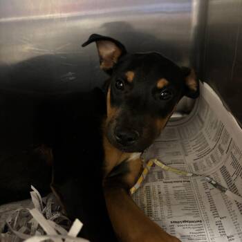 TX4068 Fred -  Mixed Breed Dog for Adoption in Port Washington, New York - TX4068 Fred | PetCurious