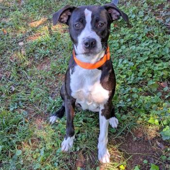 Julian -  Pit Bull Terrier and Hound Dog for Adoption in Charlottesville, Virginia - Julian | PetCurious