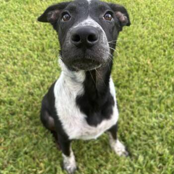 Lewis -  Mixed Breed Dog for Adoption in Pearland, Texas - Lewis | PetCurious