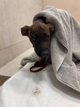 Tasi -  Pit Bull Terrier and Siberian Husky Dog for Adoption in Honolulu, Hawaii - Tasi | PetCurious