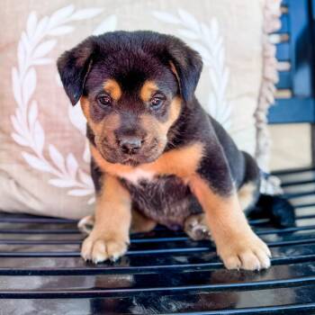 Mixed Breed Dogs Available for Adoption - Bear C-34466 | PetCurious