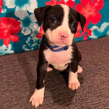 Bubbles -  Pit Bull Terrier and Mixed Breed Dog for Adoption in Olathe, Kansas - Bubbles | PetCurious