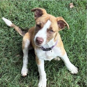 Layla -  Labrador Retriever and Mixed Breed Dog for Adoption in Briarcliff Manor, New York - Layla | PetCurious