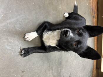 Black sock -  Corgi Dog for Adoption in Council Bluffs, Iowa - Black Sock | PetCurious