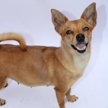 Rumi -  Chihuahua Dog for Adoption in Saratoga Springs, New York - Rumi | PetCurious