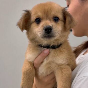 Nugget -  Pomeranian and Shih Tzu Dog for Adoption in Tampa, Florida - Nugget | PetCurious