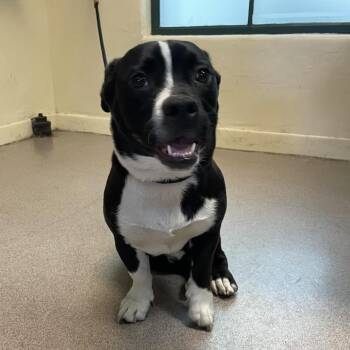 Pit Bull Terrier Dogs Available for Adoption in Pasadena, California - Martin | PetCurious