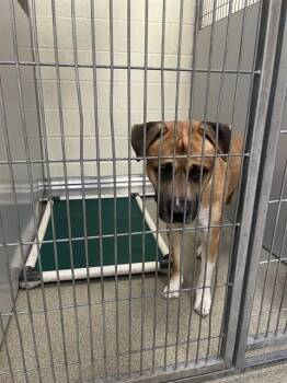 Pit Bull Terrier Dogs Available for Adoption in West Valley City, Utah - BARKLEY | PetCurious