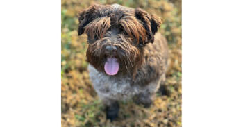 Rescue Schnauzer Dogs for Adoption in Milton, Georgia - Camellia | PetCurious