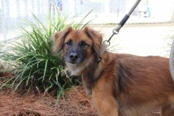 Retriever and Mixed Breed Dogs Available for Adoption - Kodi | PetCurious