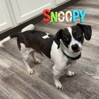 Mixed Breed Dogs Available for Adoption - Snoopy Bonded W/Peanut | PetCurious