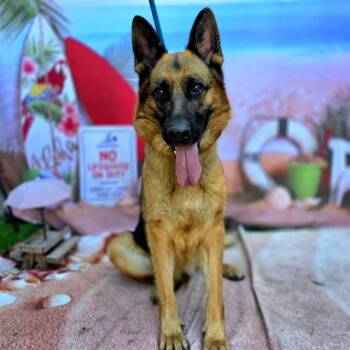 Rescue German Shepherd Dog Dogs for Adoption in Long Beach, California - HEIDI | PetCurious
