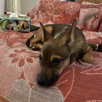 Shepherd and Mixed Breed Dogs Available for Adoption in Tulsa, Oklahoma - Mario | PetCurious