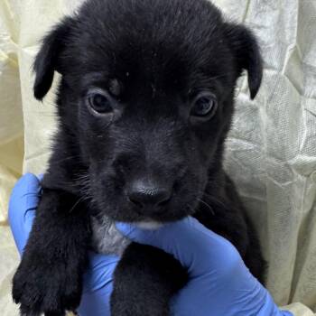 Goldberg -  Mixed Breed and Border Collie Dog for Adoption in Salt Lake City, Utah - Goldberg | PetCurious