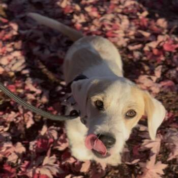 Remi -  Basset Hound and Mixed Breed Dog for Adoption in Newberg, Oregon - Remi | PetCurious
