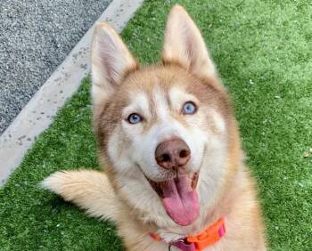 SAVE ME PLEASE Anya - IDA553181 -  Siberian Husky Dog for Adoption in San Marcos, California - SAVE ME PLEASE Anya - IDA553181 | PetCurious
