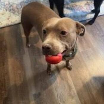 Rescue Pit Bull Terrier Dogs for Adoption in Burlington, New Jersey - Canela | PetCurious