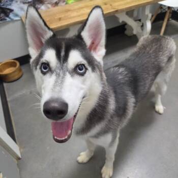 Aura -  Husky Dog for Adoption in Normal, Illinois - Aura | PetCurious