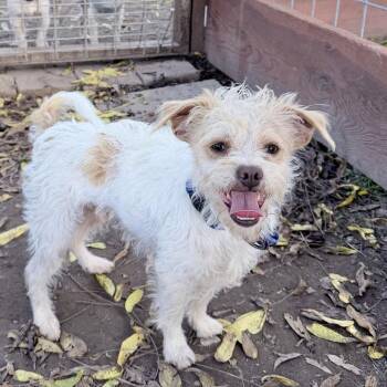 Louie -  Terrier Dog for Adoption in Sonoma, California - Louie | PetCurious