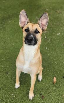 Carolina Dog Dogs Available for Adoption - Shirley | PetCurious