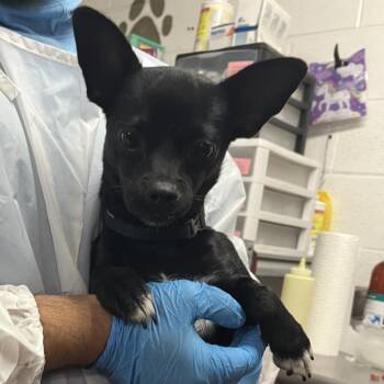Freako Niko -  Mixed Breed Dog for Adoption in Edinburg, Texas - Freako Niko | PetCurious