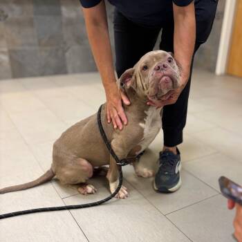 Cookie (In Foster) -  Mixed Breed Dog for Adoption in Newark, New Jersey - Cookie (In Foster) | PetCurious