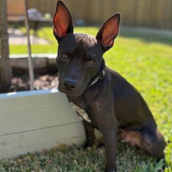 Bubba Gump FKA Buddy -  Mixed Breed Dog for Adoption in Houston, Texas - Bubba Gump FKA Buddy | PetCurious