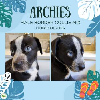 Border Collie Dogs Available for Adoption in Pottstown, Pennsylvania - Archies | PetCurious