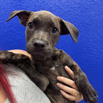 Jerry -  Plott Hound and Mixed Breed Dog for Adoption in Waco, Texas - Jerry | PetCurious