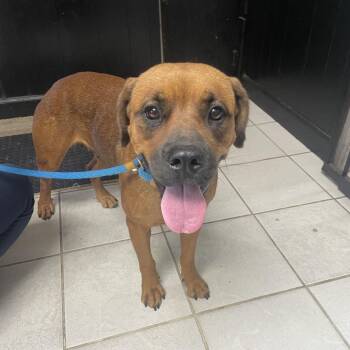 Emma Rose -  Mixed Breed Dog for Adoption in Savannah, Georgia - Emma Rose | PetCurious