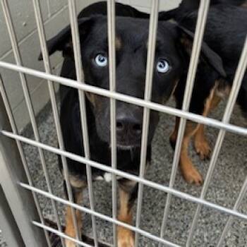 Rescue Mixed Breed Dogs for Adoption in Jeffersonville, Indiana - Jodi | PetCurious