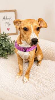 River -  Mixed Breed Dog for Adoption in Fenton, Missouri - River | PetCurious