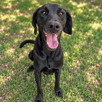 Gabby Gabby -  Labrador Retriever Dog for Adoption - Gabby Gabby | PetCurious