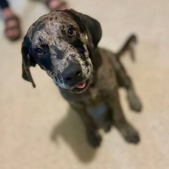 Koda -  Catahoula Leopard Dog and Great Dane Dog for Adoption in Harlingen, Texas - Koda | PetCurious