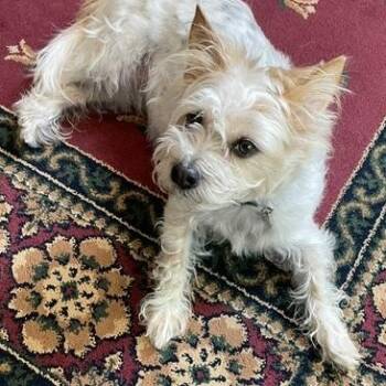 Harlow -  Terrier and Silky Terrier Dog for Adoption in Plano, Texas - Harlow | PetCurious