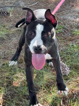 Jance -  Pit Bull Terrier Dog for Adoption in Springfield, Illinois - Jance | PetCurious