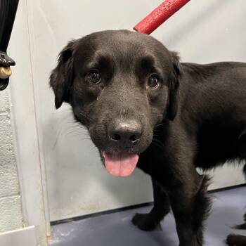 Black Labrador Retriever and Mixed Breed Dogs Available for Adoption in Greensboro, North Carolina - BlackJack | PetCurious