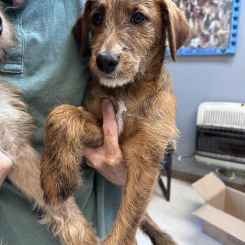 Goldendoodle Dogs Available for Adoption in Dyersburg, Tennessee - Izzy  | PetCurious