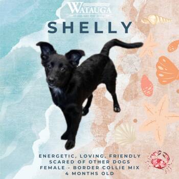 Border Collie Dogs Available for Adoption in Watauga, Texas - Shelly | PetCurious