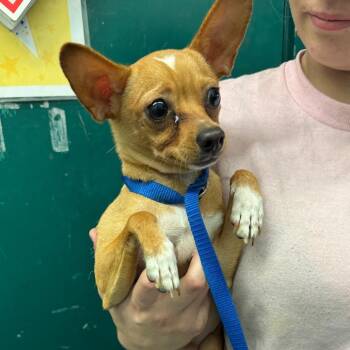 Butler -  Mixed Breed Dog for Adoption in Kittanning, Pennsylvania - Butler | PetCurious