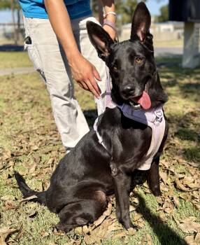 Rescue Dutch Shepherd and Lancashire Heeler Dogs for Adoption in Uvalde, Texas - Violet | PetCurious